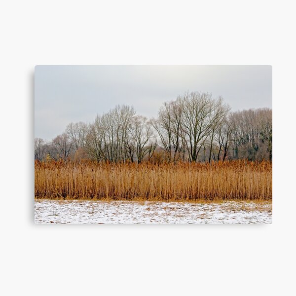 Winter landscape with reed an trees Canvas Print