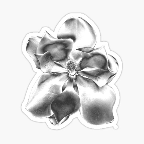 Steel magnolias  Pencil drawings of flowers Flower drawing Flower  sketches