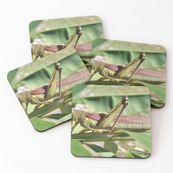 Item preview, An obscure bird grasshopper  designed and sold by Bmusicjr.
