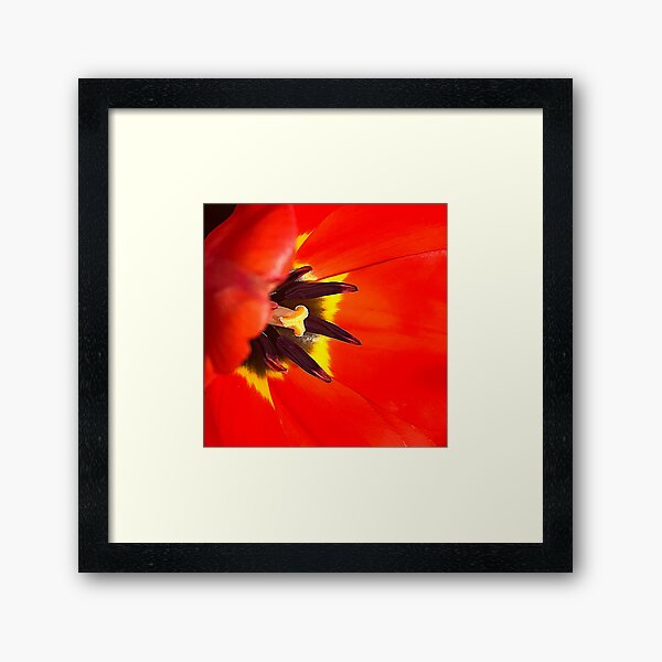 Item preview, Elegant Red Tulip Macro Artistic Close-Up  designed and sold by DEC02.