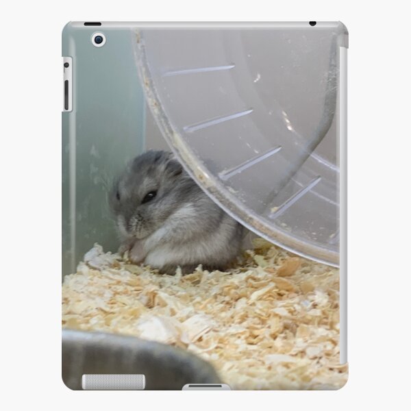 Fat hamsters best sale for sale