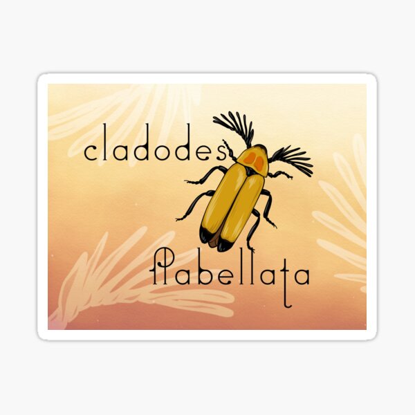 Cladodes flabellata beetle Sticker