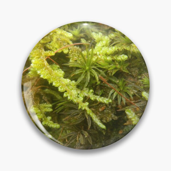 Artikelvorschau, Junges Wachstum entworfen und verkauft von BethyBeeHerbs.