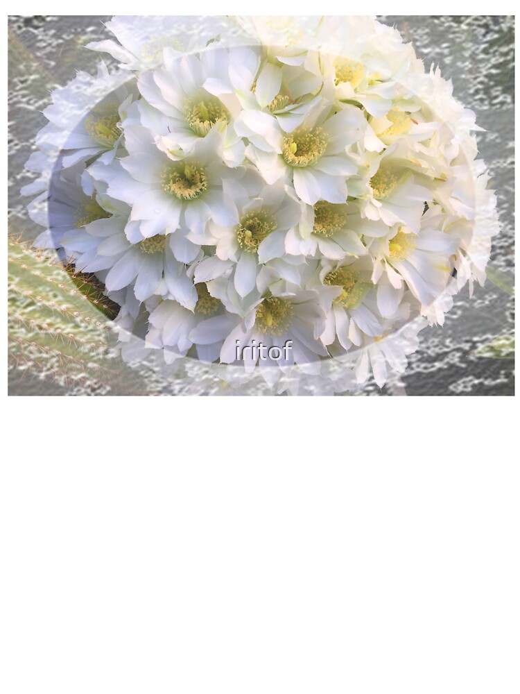 Romantic Cactus flowers bouquet with lace trim by Iritof
