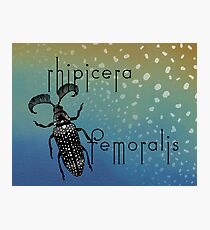 Rhipicera femoralis - feather horned beetle Photographic Print