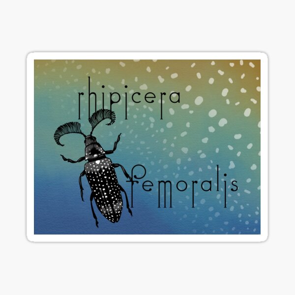 Rhipicera femoralis - feather horned beetle Sticker