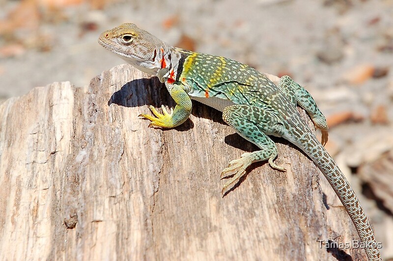 "Collared Lizard, Arizona" by Tamas Bakos Redbubble