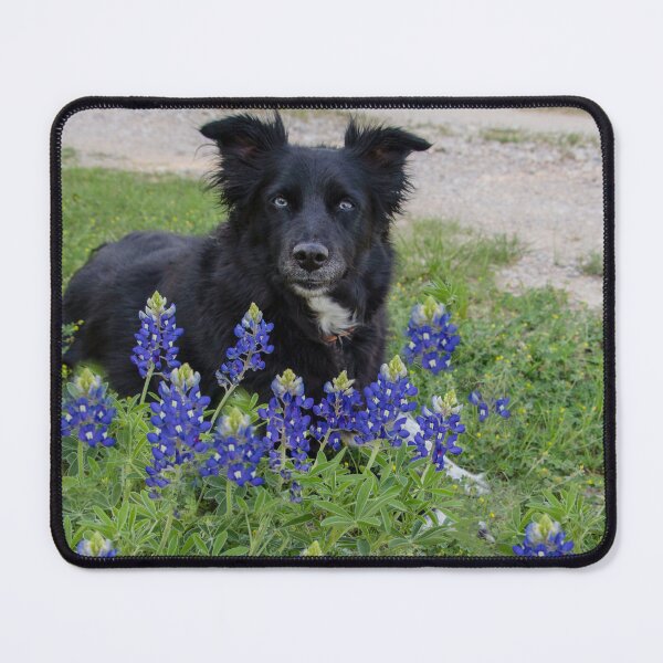 Item preview, Dog and bluebonnets designed and sold by Walzier4891.