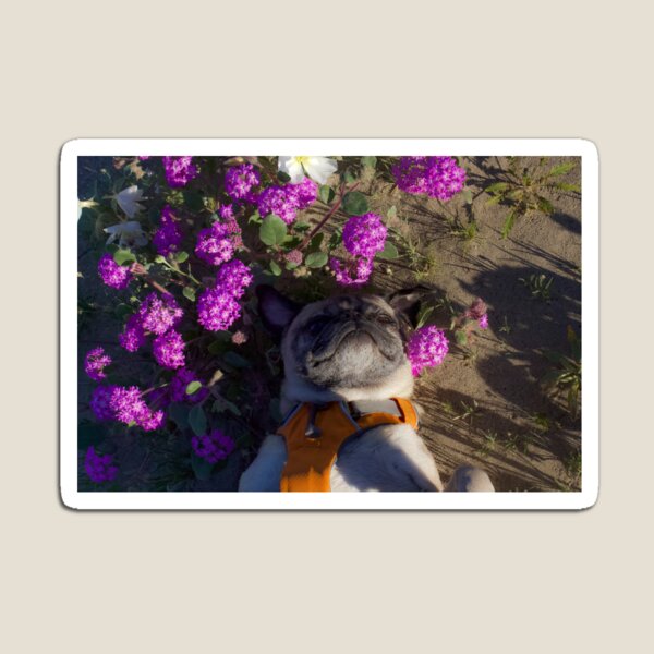 Pug Among the Petals Magnet
