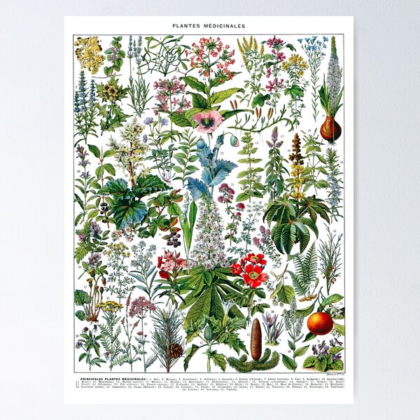 Item preview, medicinal plants (plantes medicinales) white/transparent background designed and sold by shmoodle.