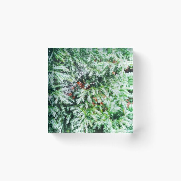 Item preview, Copy of Fir tree covered with drops of rain designed and sold by helenkaiy.