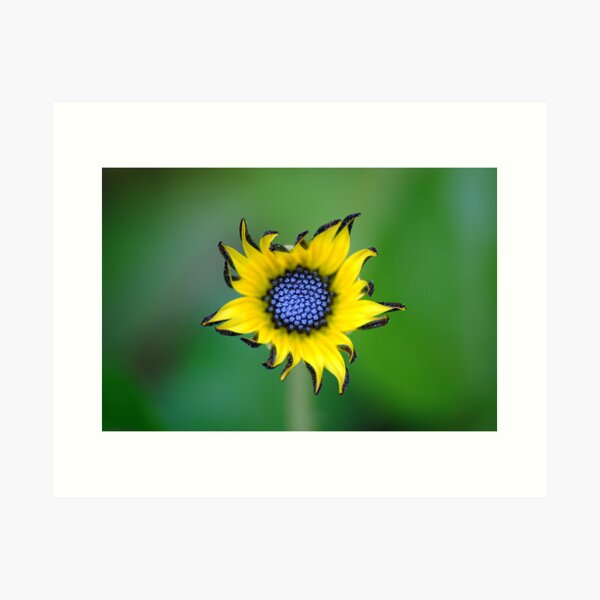 Item preview, yellow flower designed and sold by iago rodriguez dopico.