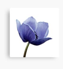 Blue Poppy Canvas Print