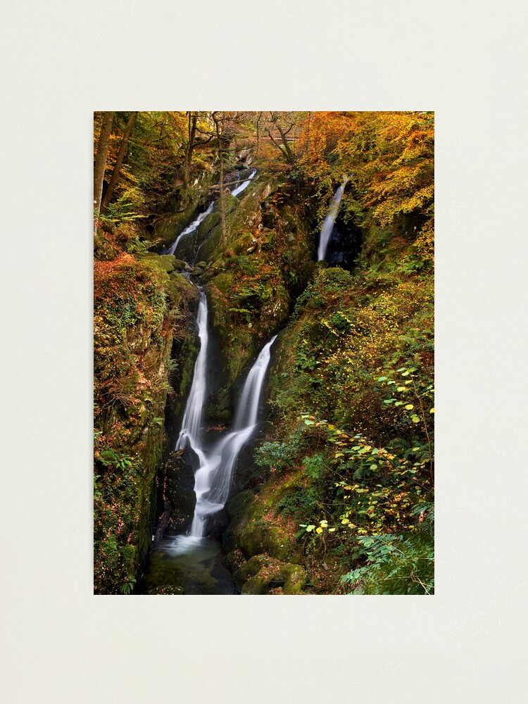 Thumbnail 2 of 3, Photographic Print, Stock Ghyll Force waterfall - The Lake District designed and sold by Dave Lawrance.