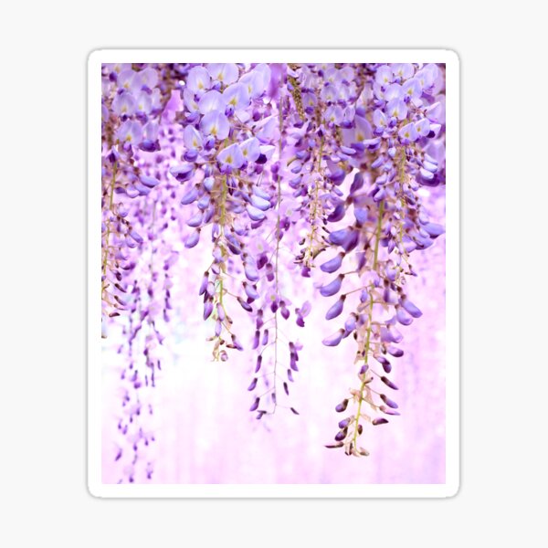 Item preview, The Wisteria Collection designed and sold by Queeniemoore123.