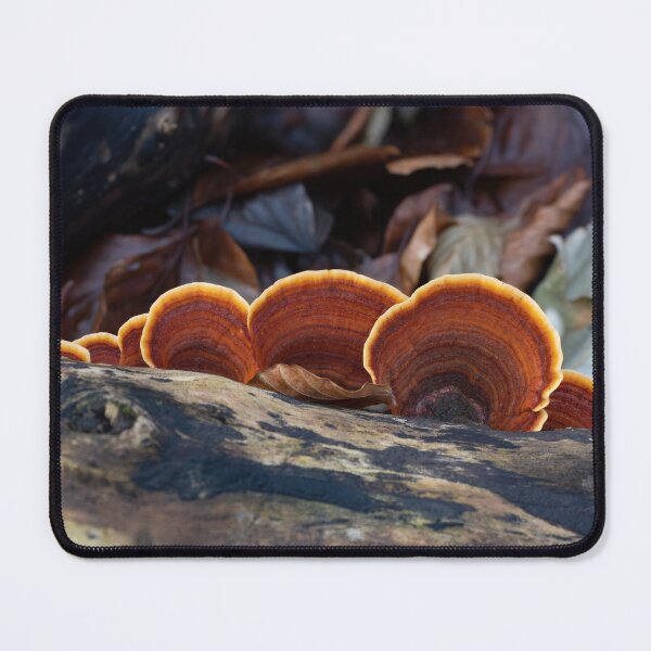 Item preview, Turkeytail Fungus on Decaying Tree designed and sold by Sue Robinson.