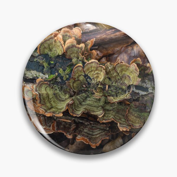 Item preview, Turkeytail Fungus Green Colour on Decaying Branch designed and sold by Sue Robinson.
