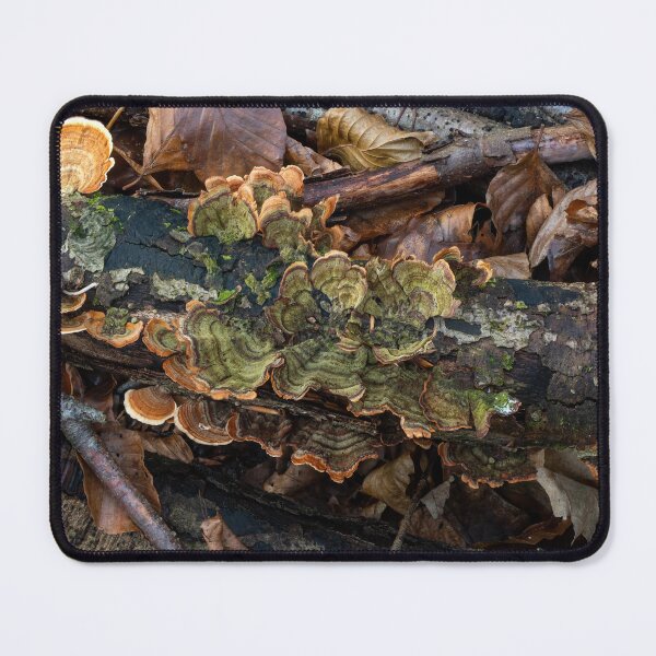 Item preview, Turkeytail Fungus Green Colour on Decaying Branch designed and sold by Sue Robinson.