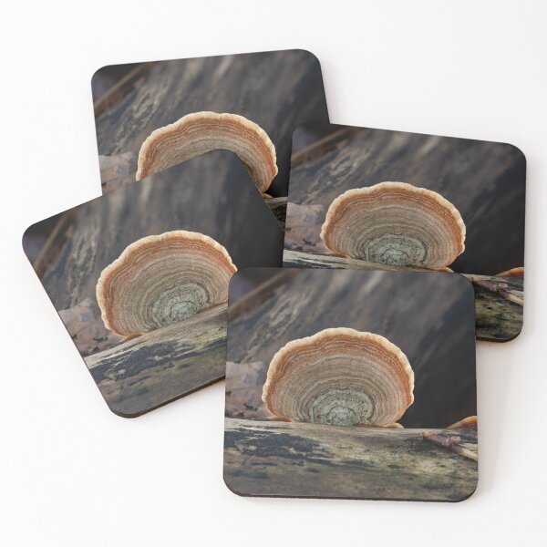 Item preview, Turkeytail Fungus on Decaying Log designed and sold by Sue Robinson.
