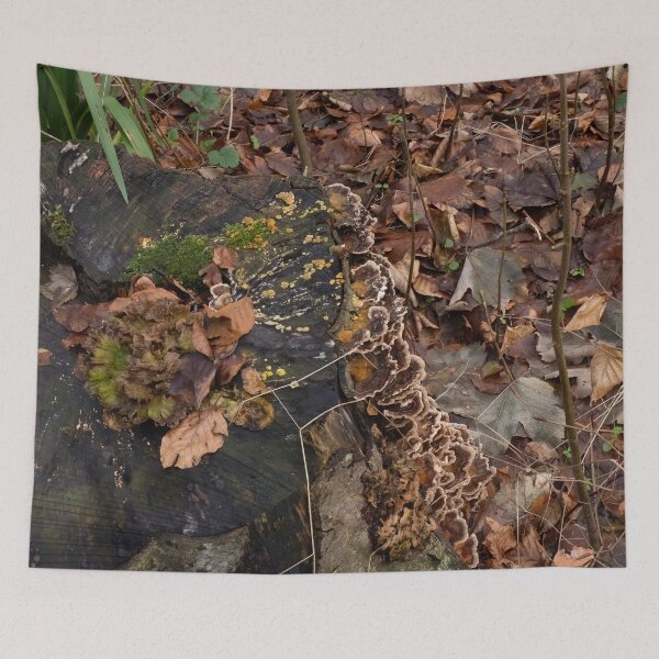Item preview, Fungi, Moss and Mould on tree stump. designed and sold by Sue Robinson.
