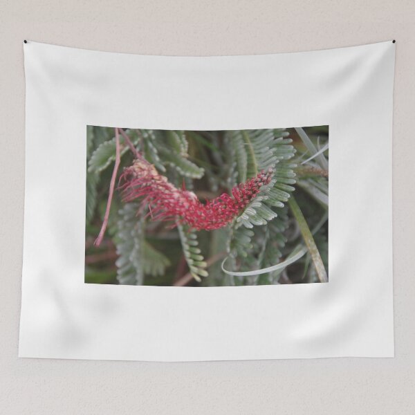 Item preview, Phalanx Grevillea, G. Dryandroides designed and sold by lezvee.