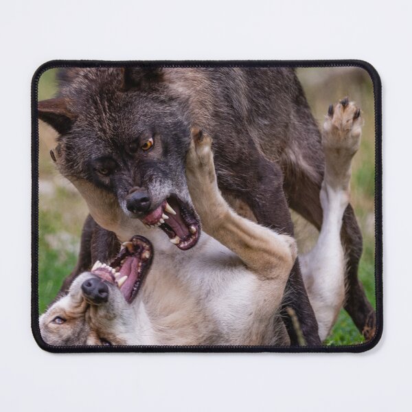 Item preview, Fighting wolves designed and sold by Ingo Gerlach.