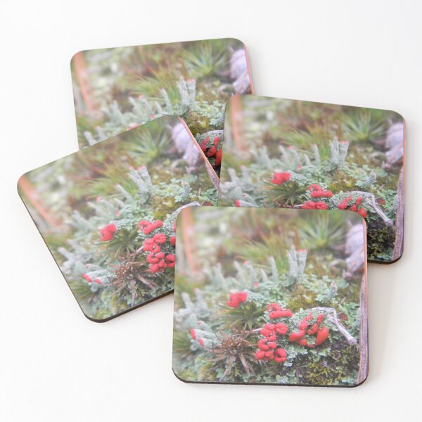 Artikelvorschau, Blumen im Moos entworfen und verkauft von BethyBeeHerbs.