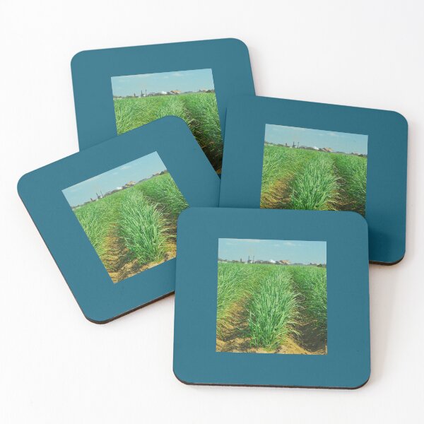 Item preview, Bundy Sugar Cane  designed and sold by Funnylovely.