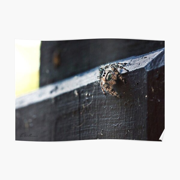 Jumping Spider Poster