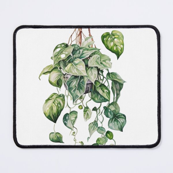 Item preview, Hanging pothos plant designed and sold by OODHA.