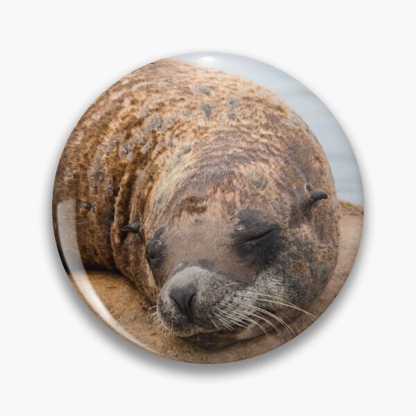 Item preview, Sleeping Sea Lion designed and sold by LFPPhotography.
