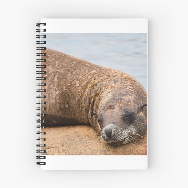 Item preview, Sleeping Sea Lion designed and sold by LFPPhotography.
