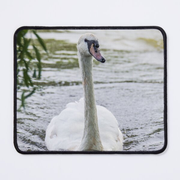 Item preview, Swan Enjoying its Surroundings designed and sold by LFPPhotography.