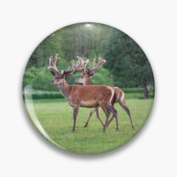 Item preview, A majestic red deer grazing in a meadow in summer designed and sold by AlbertMi.