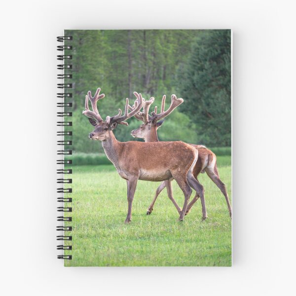 Item preview, A majestic red deer grazing in a meadow in summer designed and sold by AlbertMi.
