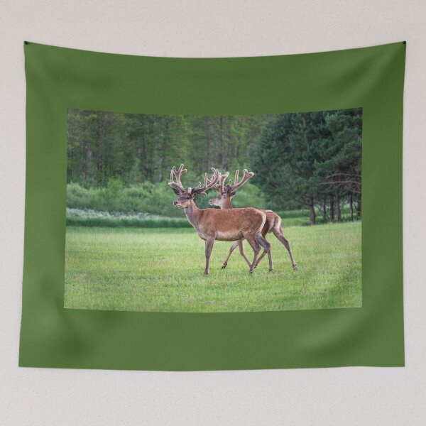 Item preview, A majestic red deer grazing in a meadow in summer designed and sold by AlbertMi.