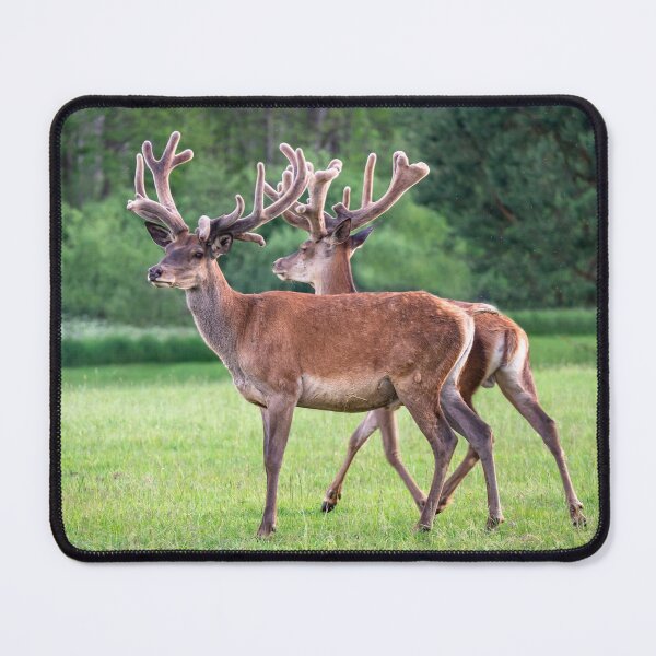 Item preview, A majestic red deer grazing in a meadow in summer designed and sold by AlbertMi.