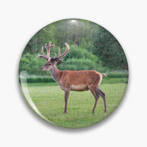 Item preview, A majestic red deer grazing in a meadow in summer designed and sold by AlbertMi.