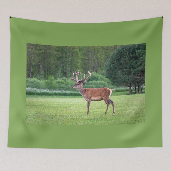 Item preview, A majestic red deer grazing in a meadow in summer designed and sold by AlbertMi.