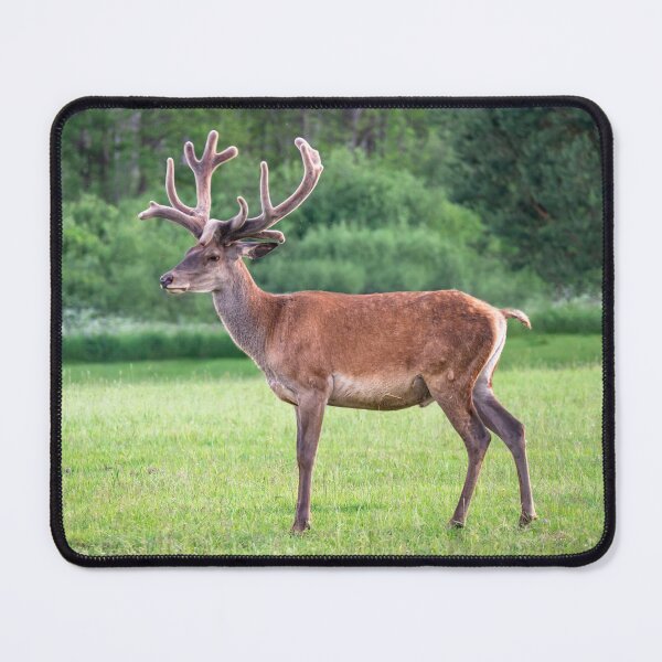 Item preview, A majestic red deer grazing in a meadow in summer designed and sold by AlbertMi.