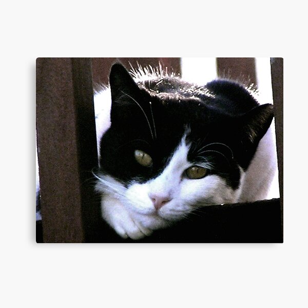 Waiting for Emily Canvas Print