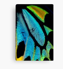 Cairns Birdwing Detail II Canvas Print