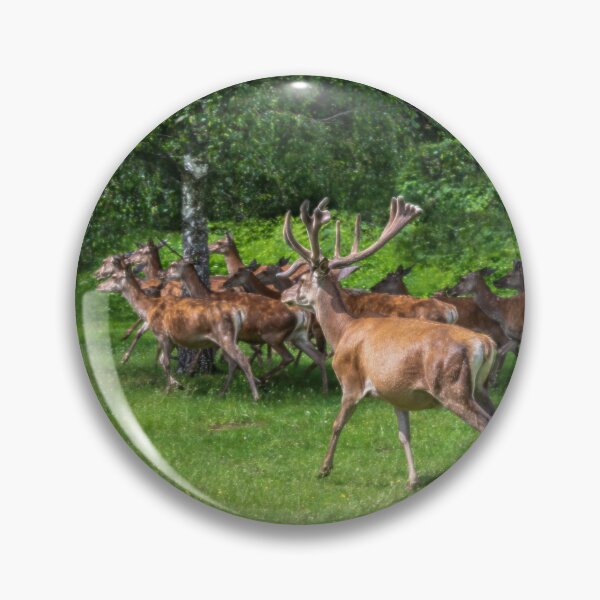 Item preview, A majestic red deer grazing in a meadow in summer designed and sold by AlbertMi.
