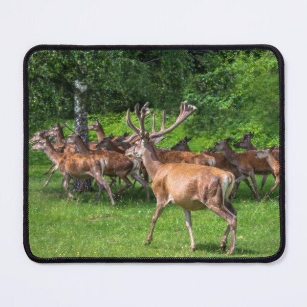 Item preview, A majestic red deer grazing in a meadow in summer designed and sold by AlbertMi.