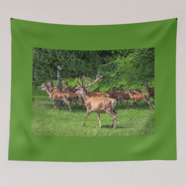 Item preview, A majestic red deer grazing in a meadow in summer designed and sold by AlbertMi.