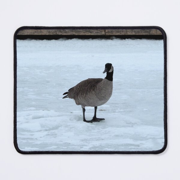 Item preview, Canada Goose Standing On The Snow - Wild Canada Goose Bird designed and sold by BackyardBirder.