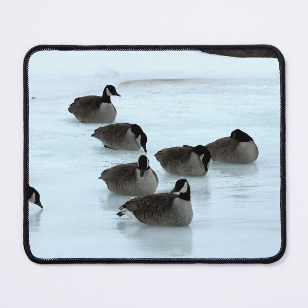 Item preview, Canadian Geese Flock Resting On The Snow - Wild Canada Goose Bird designed and sold by BackyardBirder.