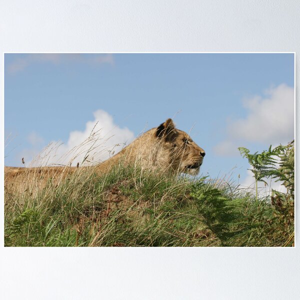 Item preview, Lioness 3 designed and sold by Colin  Poole.