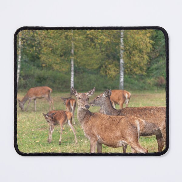 Item preview, Young deer grazing in a meadow in autumn designed and sold by AlbertMi.