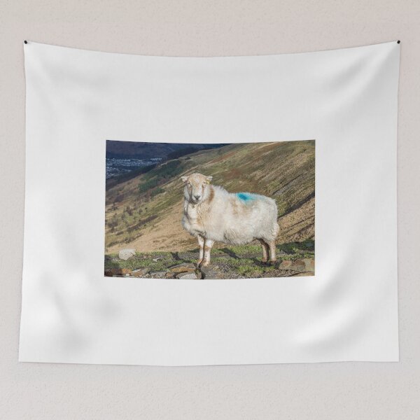 Item preview, An Aware Sheep on the Bwlch, Rhondda designed and sold by Cameranick.